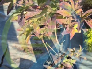Chasteberry tree