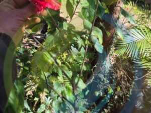 Double red hibiscus tree