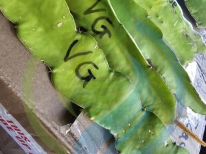 Giant white Jiana dragonfruit cutting