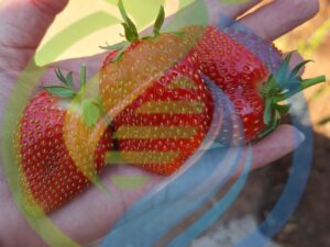 Eversweet Strawberry plant special