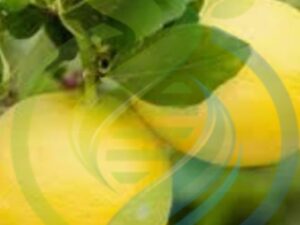 Lemonade Lemon tree