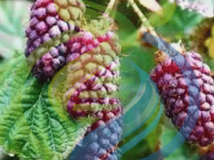 Tayberry plant