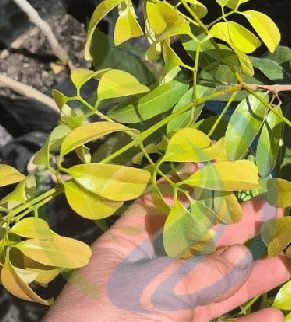 Wai Chee Lychee tree - Image 2