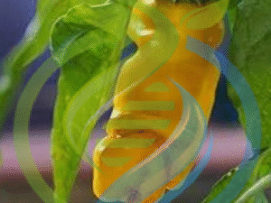 Yellow Peter Pepper seeds