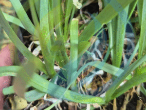 Asatsuki Chives