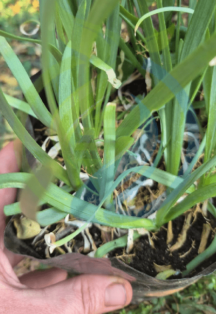 Asatsuki Chives