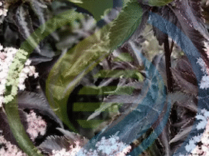 Black elderberry plant
