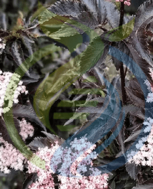 Black elderberry plant