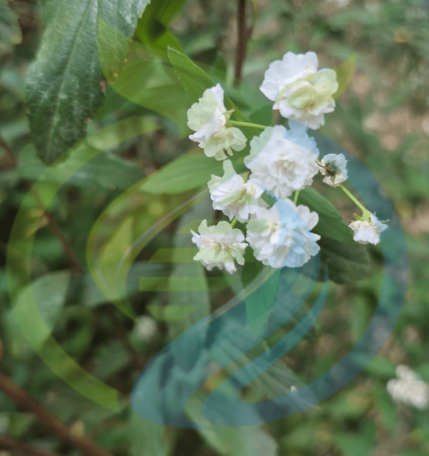 Bridal Wreath cuttings