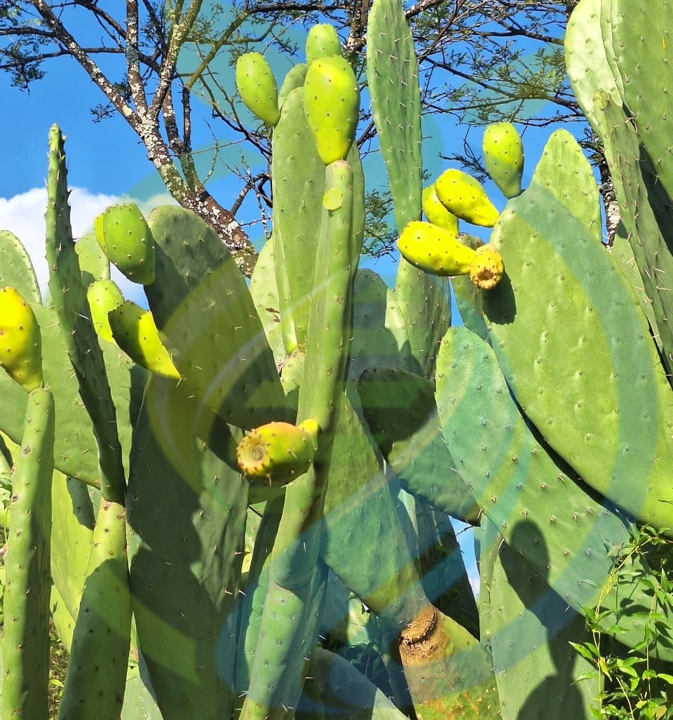 Yellow Prickly Pear