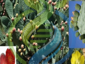 Berg x Mexican Prickly Pear plant