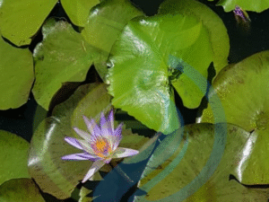Blue Lotus plant