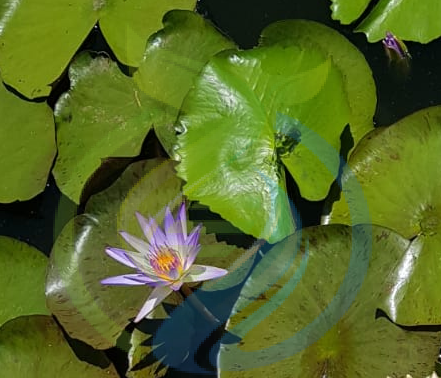 Blue Lotus plant