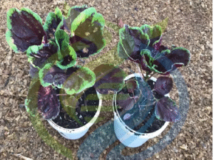 Chinese Calaloo Plant