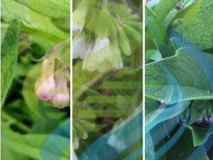 Comfrey root special