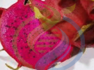Cosmic Charlie Dragon Fruit Plant