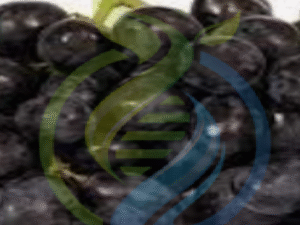 Dan Ben Hannah grape vine