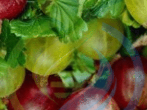 English Gooseberry Plant