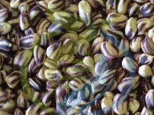 Fastigiata peanut seed