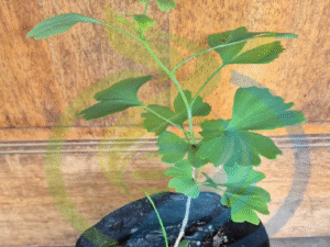 Ginkgo Biloba Seedling