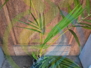 Golden Palm tree