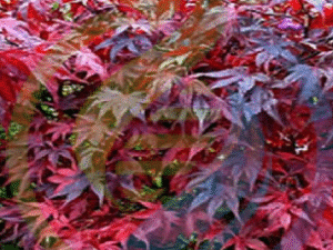 Japanese maple Atropurpureum tree