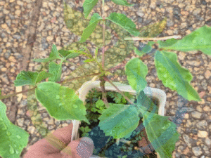 Marula seedling