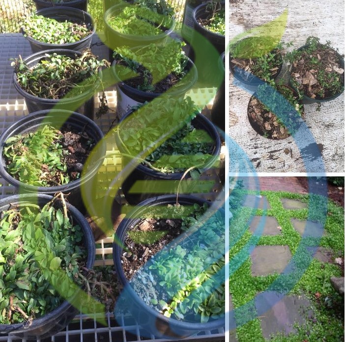 Penny Royal Groundcover Special - Image 2