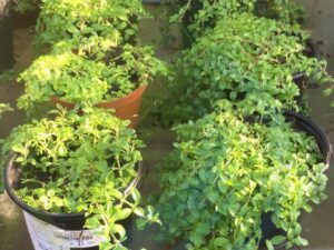 Penny Royal Groundcover Special