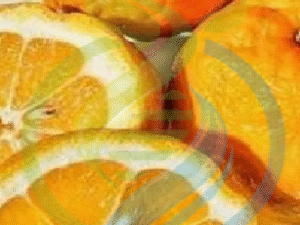 Seville orange tree
