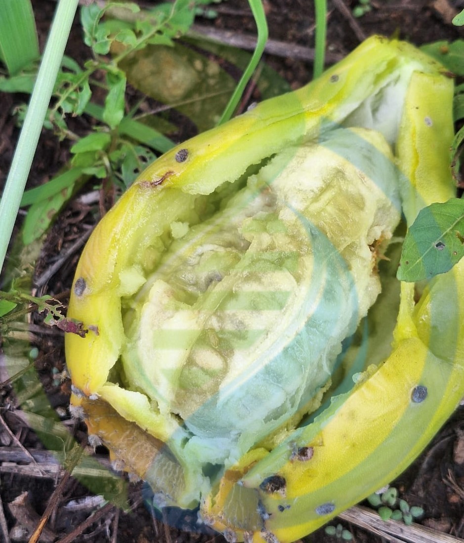 Yellow Prickly Pear - Image 2