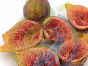 Pink Fig tree young