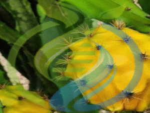 Golden Pitahaya plants