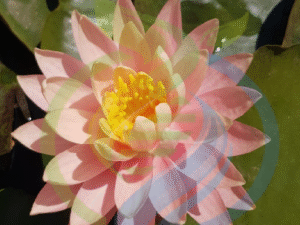 Pink Grape fruit Water lily