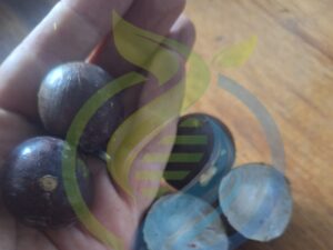 Jabuticaba fruit fresh
