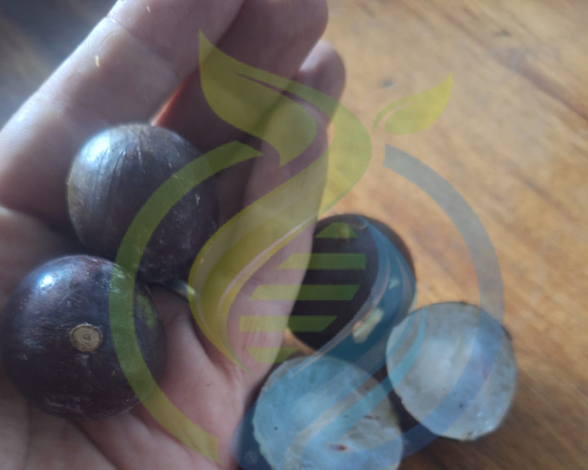 Jabuticaba fruit fresh