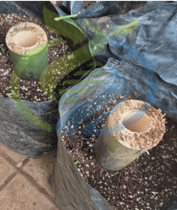 Giant Bamboo Cutting - Image 2