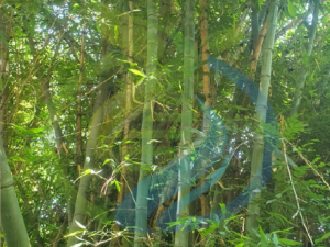 Giant Bamboo Cutting