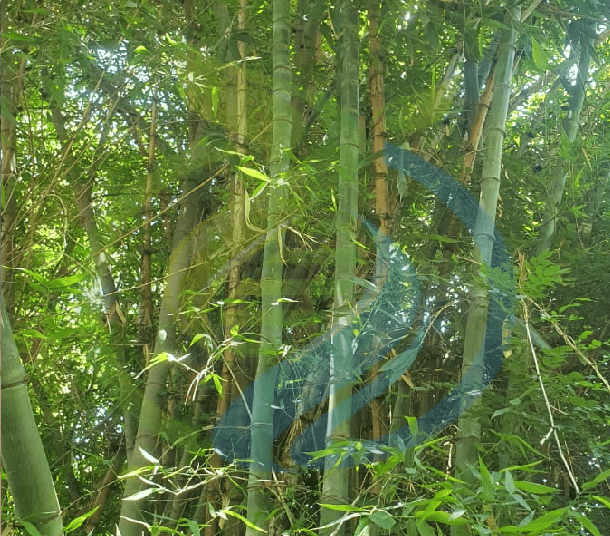 Giant Bamboo Cutting