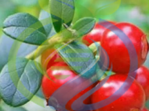 Cranberry Plant
