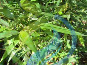 Golden Goddess Bamboo