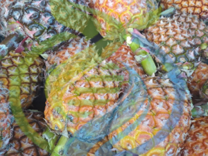Pineapple from Mozambique FRESH