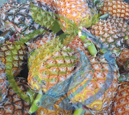 Pineapple from Mozambique FRESH