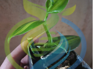 Variegated Vanilla vine