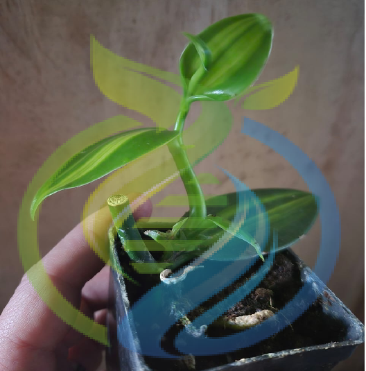 Variegated Vanilla vine