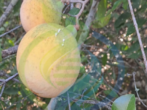 Landolphia Heudelotii Fresh Fruit