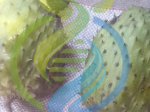 Fresh Soursop Fruit