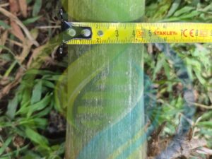 Large Bamboo Cutting