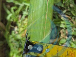 Bamboo Cuttings medium