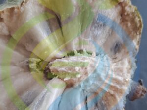 Custard Apple Fresh